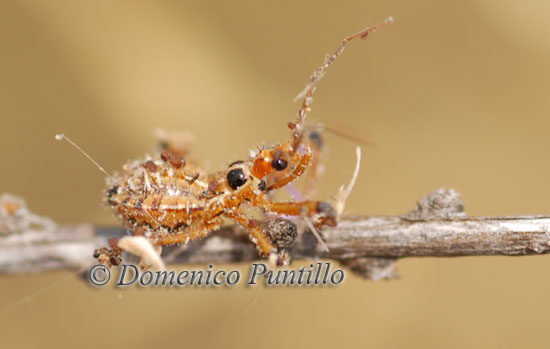 Reduviidae: neanide, forse di un Rhynocoris